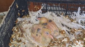 1000108195.mp4Голуби зимуют на даче.