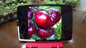 Обзор семян коллекционных томатов. Часть 3