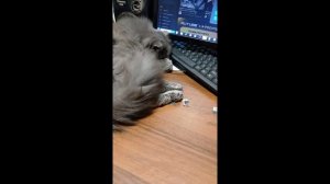 Кошка подбирает транзисторы для очередной самоделки.