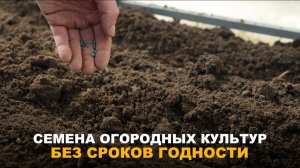 СТАРЫЕ СЕМЕНА, НОВЫЕ ВОЗМОЖНОСТИ. Советы по оживлению усталых семян.