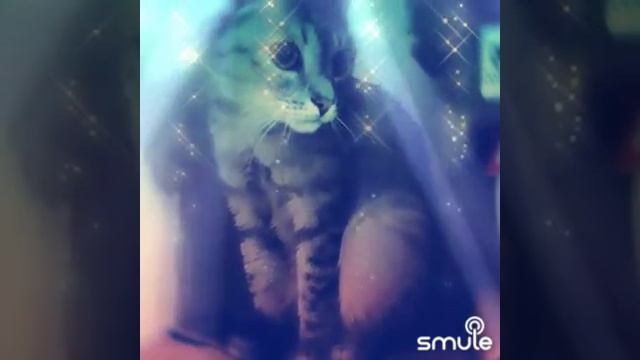 Кот Мурлыка