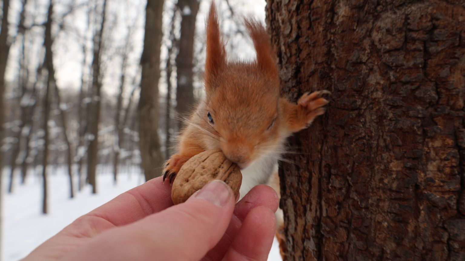 Белка с глазиком. Зарисовка смотреть онлайн