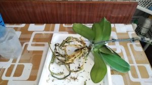 Пересадка новой орхидеи ☺️