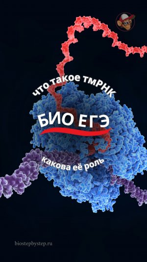 ЕГЭ БИО | тмРНК