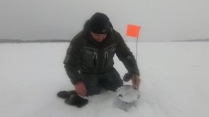 Поставил жерлицы на меляке у русла с утра, а вечером приехал