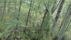 Избушка на Кара - Уреке . Моя съёмка