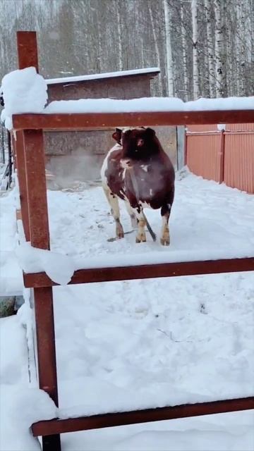 Васька играет