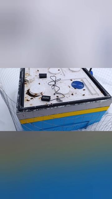 Вопеки прогнозам 