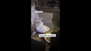 КРЫЛЬЯ ВЕРНОСТИ.  Слова Мария Лахина.