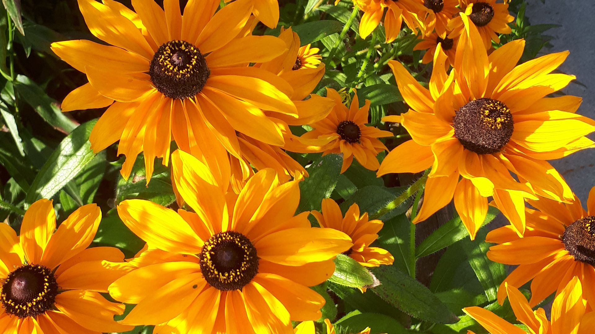 2102. Как я сею разные цветы?