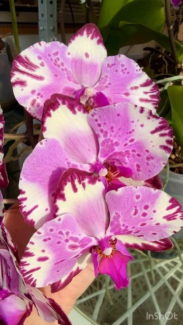 Для настроения #орхидеи смотреть онлайн