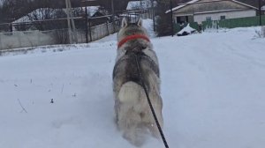 Опять монстр? (Хаски Энигма)