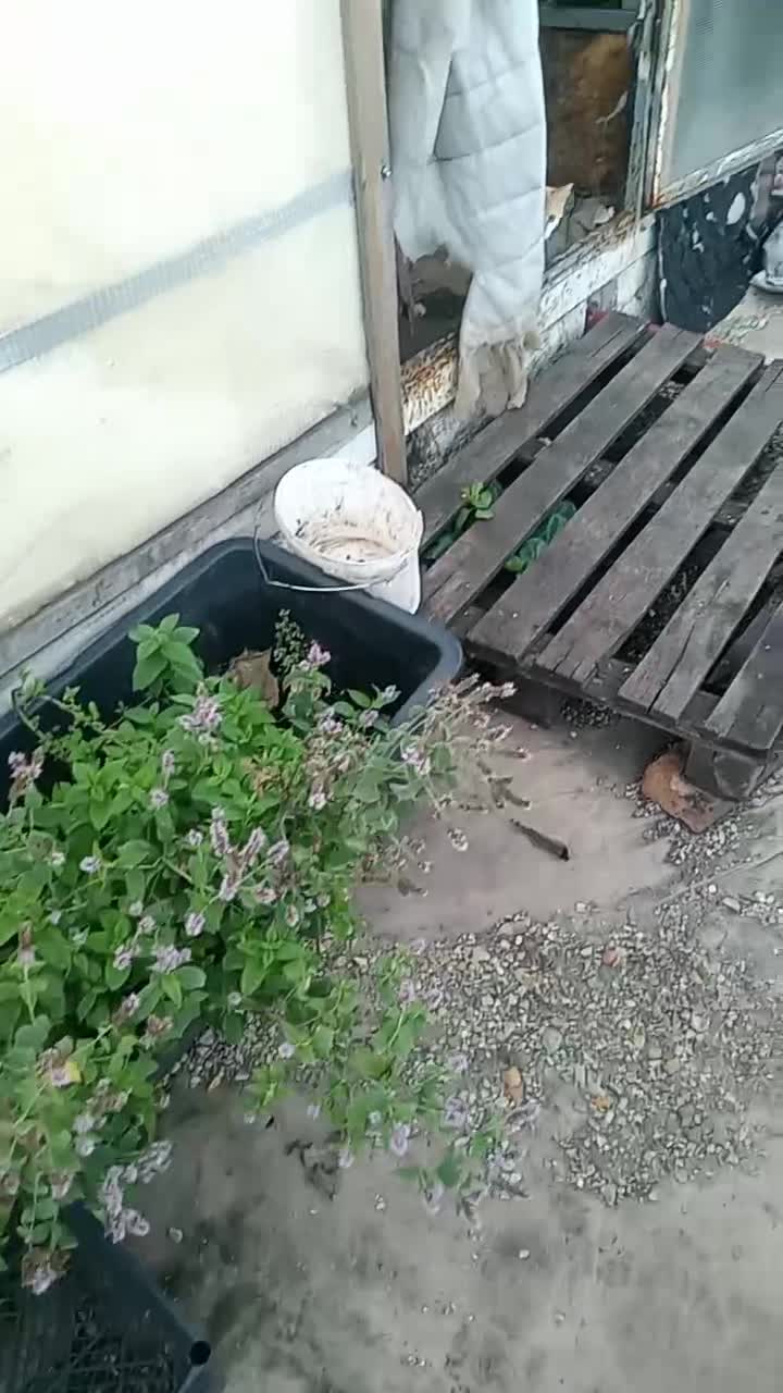 Всем привет пойдемте быстрее что покажу!!!Пойдёмте быстрее спасать черепаху. Хотел только про нее...