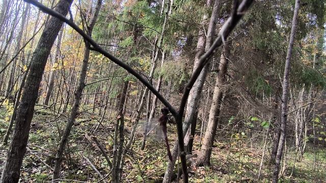 Стрекоза на ветке смотреть онлайн