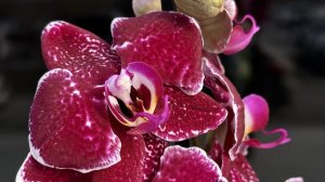 Спасаю орхидеи. Незнакомка от 20 сентября 2025