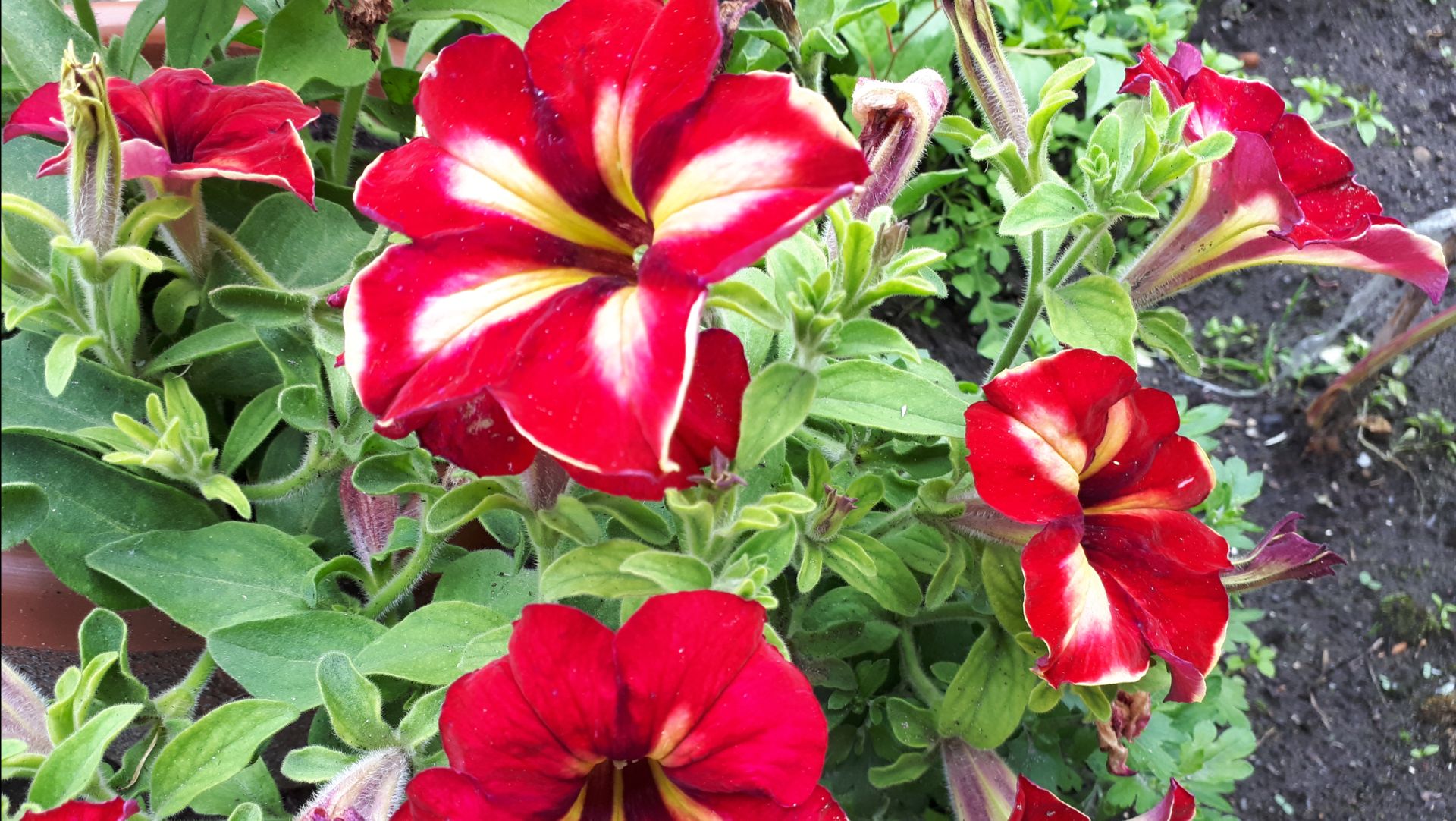 2195. Пикирую петунию из ткани в кассеты.