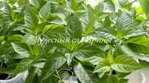 Проращивание семян перца перед посевом