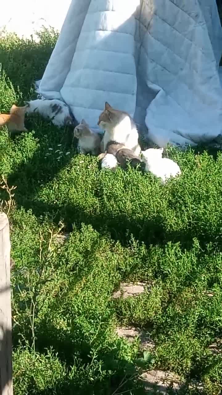 Кисы, кошки, котята у дяди Вити.