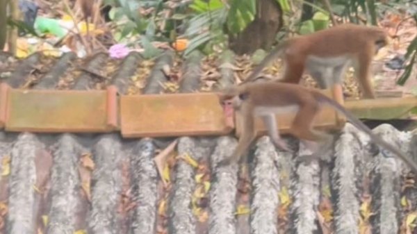 Строю бар на Шри Ланке