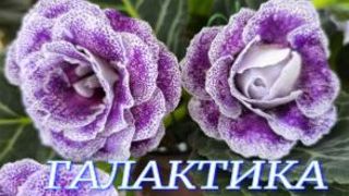 №1165/ ВЫСТАВКА цветов и ОРХИДЕЙ в ГАЛАКТИКЕ. Часть 1 смотреть онлайн