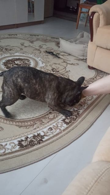 Французский бульдог Эммануэль)