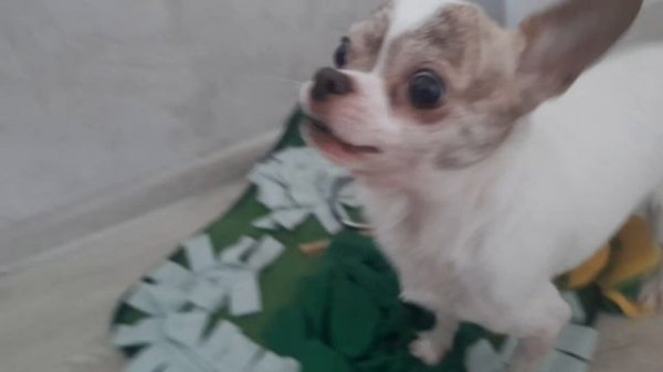 Игры с Джеком🐶