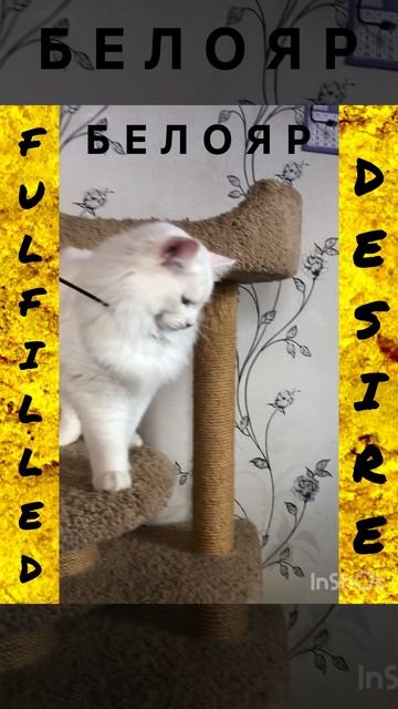 Сибирские котята от питомника Fulfilled Desire