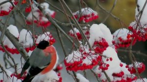 147.=Зимние рябины=. Сл. А. Зенцов, муз. и исп. В. Лашевский.