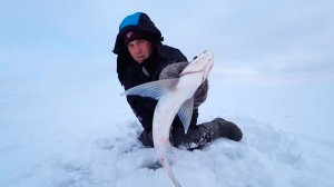 Забытая рыба!? Чехонь, которой печи топили. А сейчас бешеный клёв