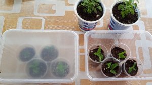 Великолепная немезия. Посев и черенкование.