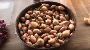 Хранение лука севка