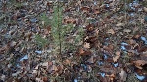 АРХИВ 19-Й ГОД. ПРОГУЛКА. ПОКАЗАЛА СТЁПЕ ОЗЕРО И ЛЕС ЗА ОЗЕРОМ.