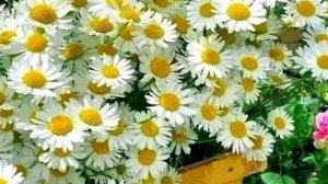 Ромашка белая.Стихи Л.Папушина Мастеринг В.Малахов Исп.дуэт В.Яковлев и Л.Кузнецова.Видео А.Ильчук