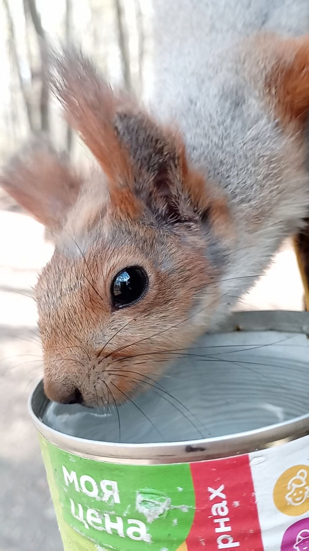 Пьющая белка. Апрель 2023 смотреть онлайн