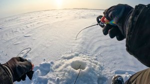 РЫБАЛКА НЕ ДЛЯ СЛАБОНЕРВНЫХ. Клёв как ВО СНЕ, ТОЛЬКО ОПУСКАЙ балансир. Зимой в 2026