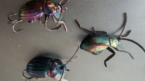 Chafer 37 ЖУЖЕЛИЦА