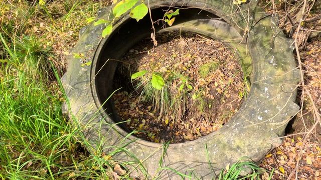 Тракторная шина в лесу смотреть онлайн