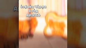 |🫧новое интро🫧|☕️видео выкладую часто☕️|🍵приятного просмотра🍵|