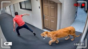 Погони Диких Животных, Снятые на Камеру №1