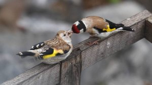 Обыкновенный щегол - Птицы России - Фильм 50