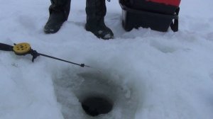 февраль, плотва, Кут