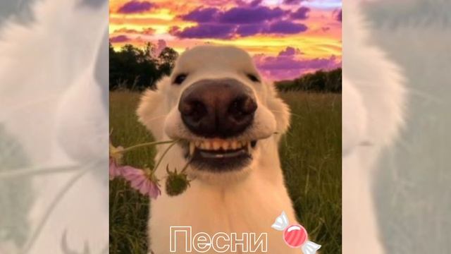 песня, смотреть онлайн