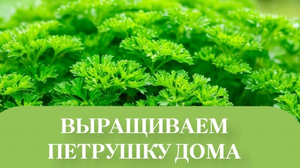 БРАК В СЕМЕНАХ ПЕТРШКИ И УКРОПА