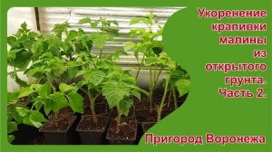 Укоренение крапивки малины из открытого грунта. Часть 2. Пригород Воронежа
