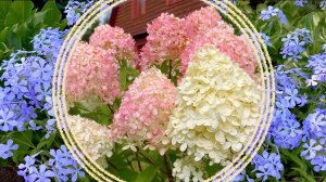 Партнеры для гортензий в смешанных композициях.