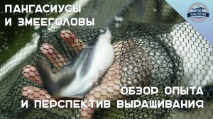 Пангасиусы и змееголовы - Обзор опыта и перспектив выращивания