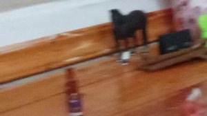 типы лошадей в нашей конюшне. часть 2