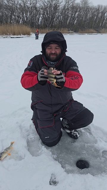 Приятный зимний окунь! Мелкий балансир ловит большого окуня! Размер не важен! Поймал-отпустил! смотреть онлайн