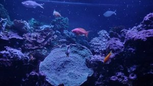 Красивые рыбки. Много-много рыбок. Аквариумные рыбки. Рыбки кушают. Океанариум РИО