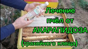 Лечение пчёл от акарапидоза (трахейный клещ).
